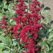 Astilbe Fanal