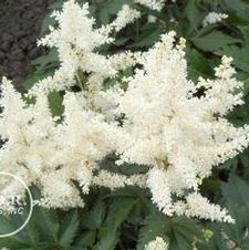 Astilbe Gladstone