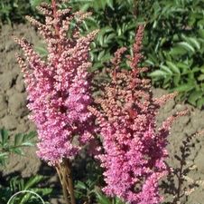 Astilbe Gloria