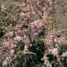 Astilbe Henny Graafland