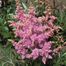 Astilbe Hyacinth