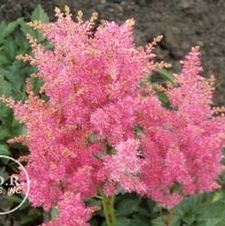 Astilbe Rhineland