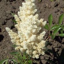 Astilbe White Gloria