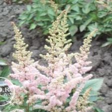 Astilbe chinensis 'Finale'