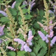 Astilbe chinensis 'Pumila'