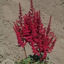 Astilbe chinensis 'Veronica Klose'