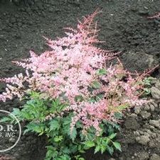 Astilbe Key Biscayne