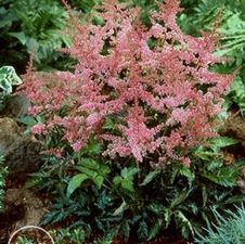 Astilbe Key Largo