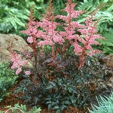 Astilbe Key West