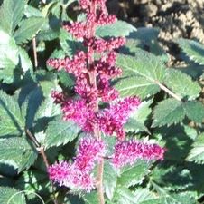 Astilbe Maggie Daly