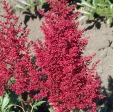 Astilbe Montgomery