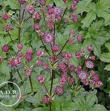 Astrantia Abbey Road