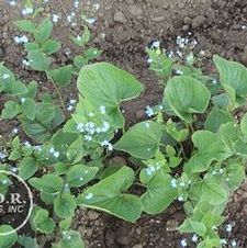Brunnera Macrophylla