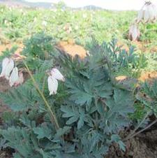 Dicentra Aurora