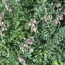 Dicentra Eximia Bootman