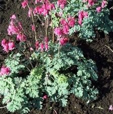 Dicentra King of Hearts