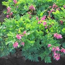 Dicentra Luxuriant
