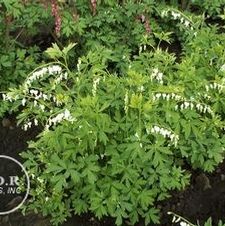 Dicentra Spectabilis Alba
