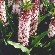 Eucomis Can Can