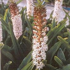 Eucomis Innocence
