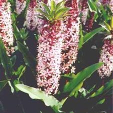 Eucomis Reuben