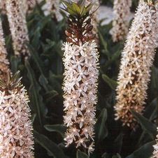Eucomis Toffee