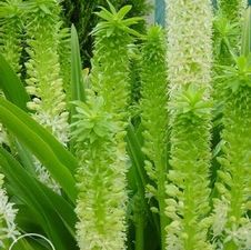 Eucomis Tugela Jade