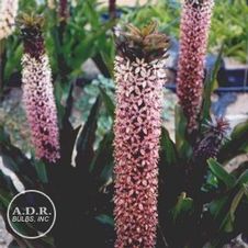 Eucomis Tugela Ruby