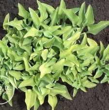 Hosta Birchwood Parky's Gold