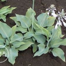 Hosta Blue Angel