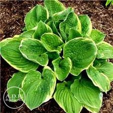 Hosta Christmas Tree