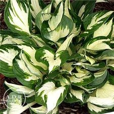 Hosta Fire and Ice