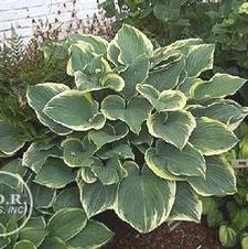 Hosta Fluctuans var. Sagae