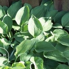 Hosta fortunei 'Hyacinthina'