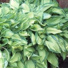 Hosta Aureo Maculata