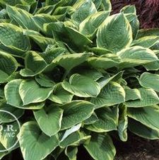 Hosta Aureo Marginata