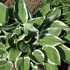 Hosta Francee