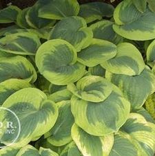 Hosta Francis Williams