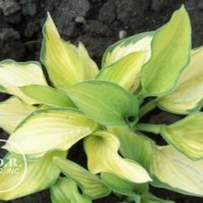Hosta Gold Standard