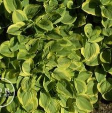 Hosta Golden Tiara
