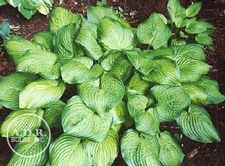 Hosta Guacamole