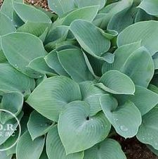 Hosta Halcyon