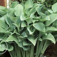 Hosta Krossa Regal