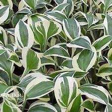Hosta Minuteman