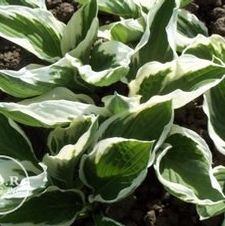 Hosta Patriot