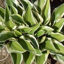 Hosta Queen Josephine