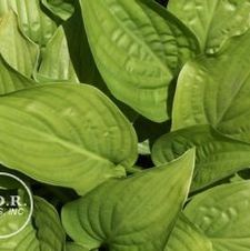 Hosta Royal Standard