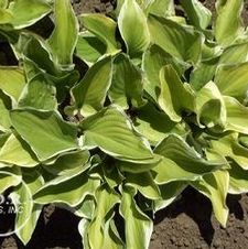 Hosta Shade Fanfare