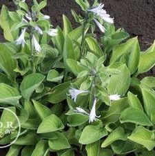 Hosta Sieboldiana