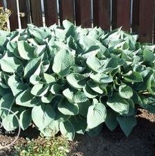 Hosta Sieboldiana Elegans